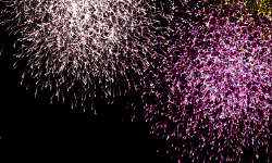 Featured image of post Old-School Graphics in C# / .Net 8, Part 2: Fireworks and Advanced Vector Extensions (AVX, SSE)